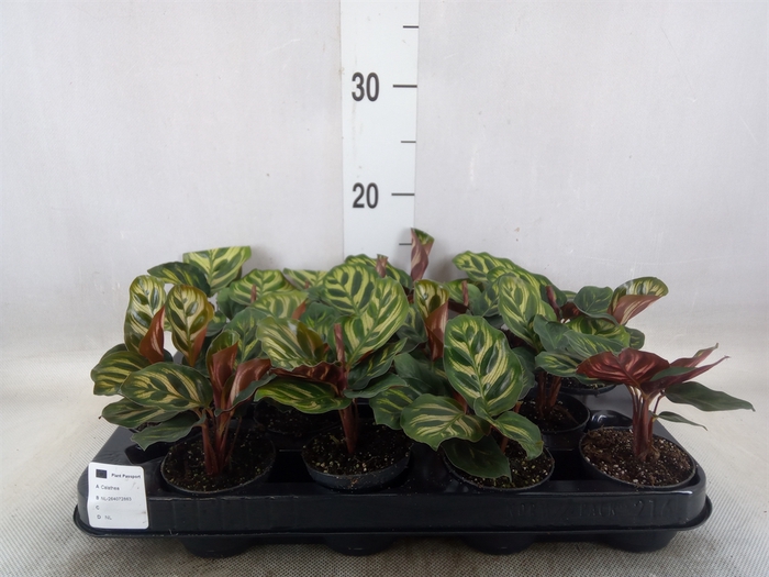 <h4>Calathea makoyana</h4>