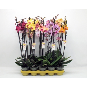 Gemengd 2-tak 70cm (GROEN)