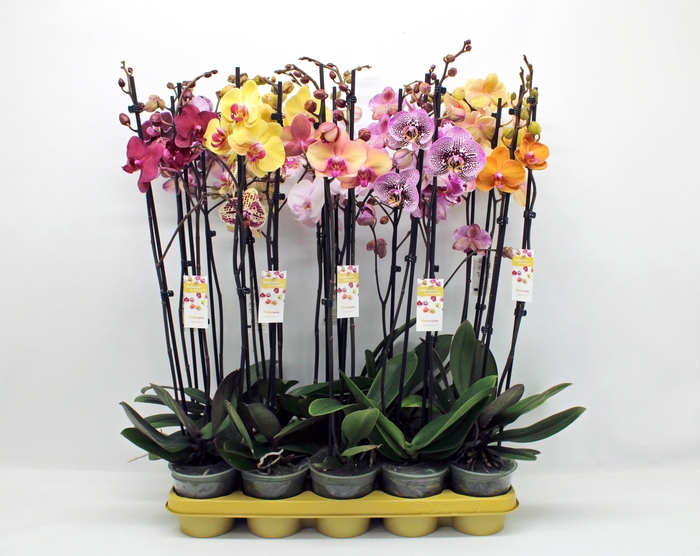 <h4>Gemengd 2-tak 70cm (GROEN)</h4>