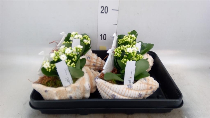 <h4>Arr. Planten L%</h4>