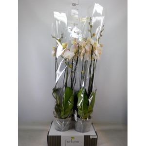 Phalaenopsis   ...white