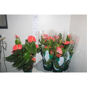 Anthu An Colorado 8-10++++