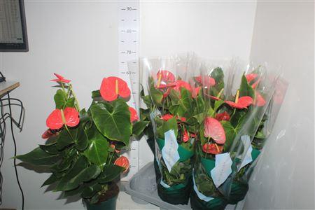 Anthu An Colorado 8-10++++