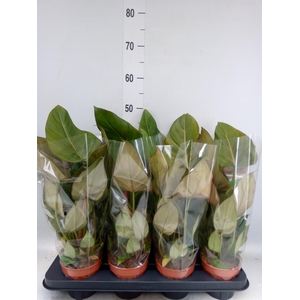 Philodendron   ...