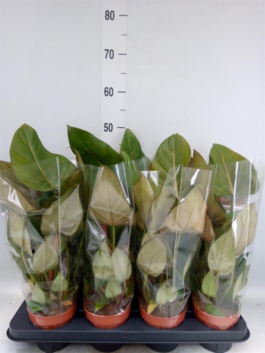 <h4>Philodendron ...</h4>