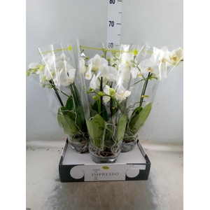 Phalaenopsis   ...white
