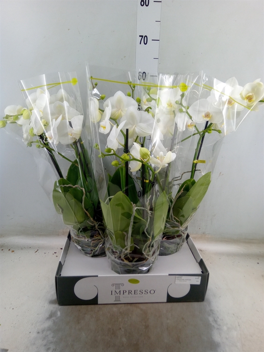 <h4>Phalaenopsis   ...white</h4>