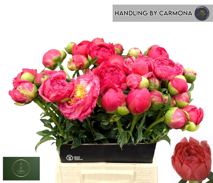 <h4>PAEO CORAL SUNSET</h4>