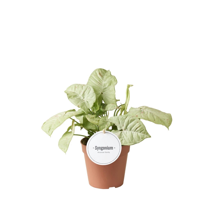 <h4>Syngonium Confetti</h4>