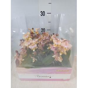 Phalaenopsis multi.   ...orange