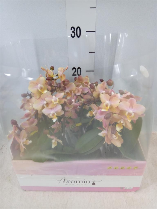 <h4>Phalaenopsis multi. ...orange</h4>