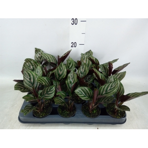 Calathea   ...