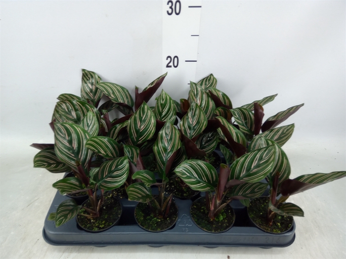 <h4>Calathea   ...</h4>