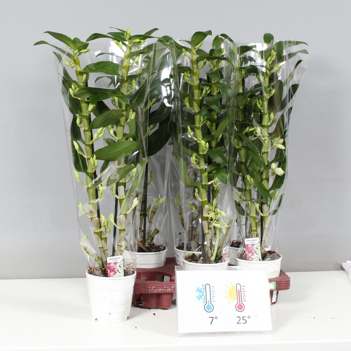 <h4>DENDR N SC APOLLON</h4>