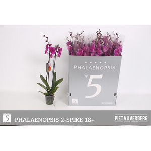 PHAL OV PAARS