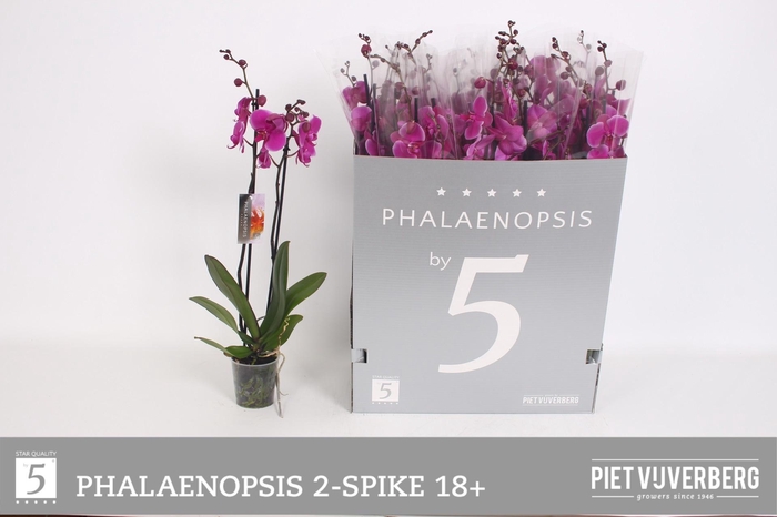 <h4>PHAL OV PAARS</h4>