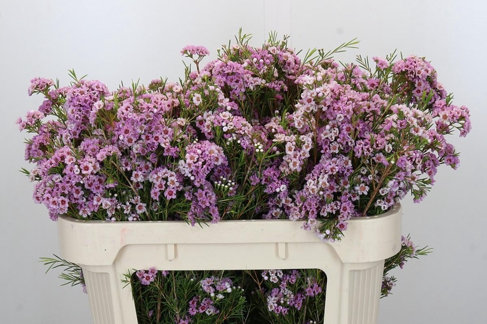 Chamelaucium Giselle