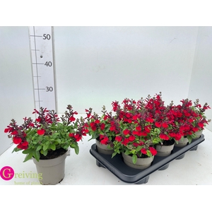 SALVIA GR MIRAG BURG
