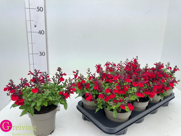 <h4>SALVIA GR MIRAG BURG</h4>