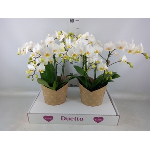 Phalaenopsis multi. 'FC French Blo'