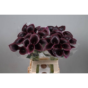 Calla Cantor Kallaland