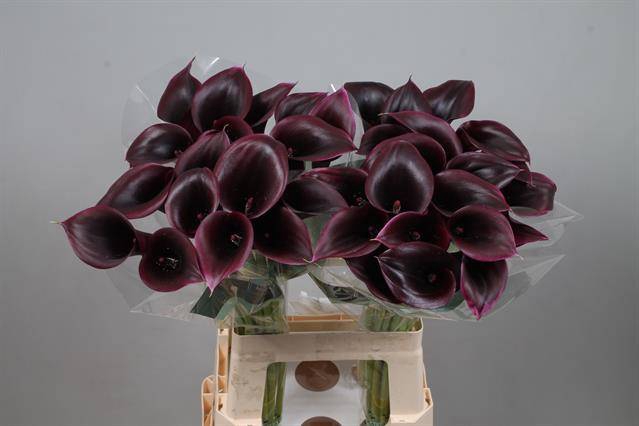 <h4>Calla Cantor Kallaland</h4>