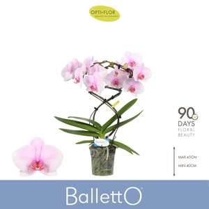 Balletto Curl 2 spike