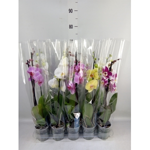 Phalaenopsis   ...mix  5