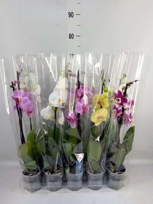 <h4>Phalaenopsis   ...mix  5</h4>