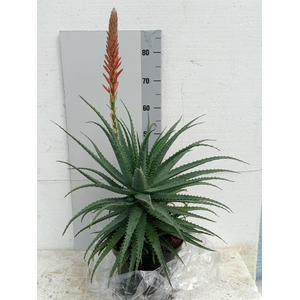 ALOE ARBORESCENS