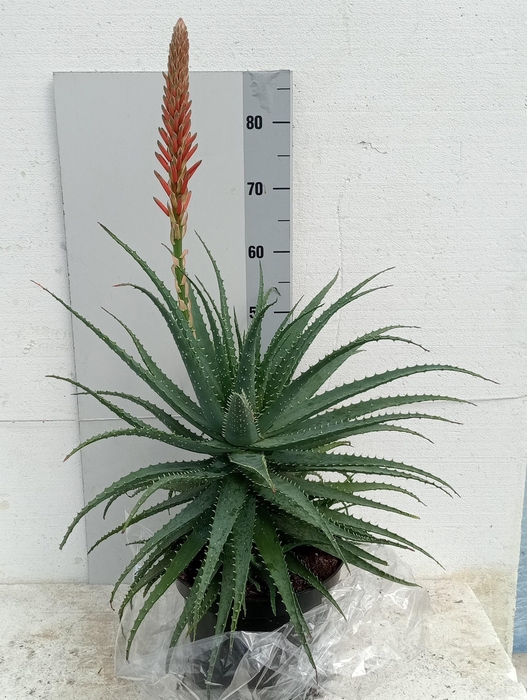 <h4>ALOE ARBORESCENS</h4>