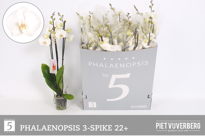 <h4>PHAL OV WIT</h4>