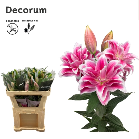 <h4>Lilium or dbl roselily olympia</h4>