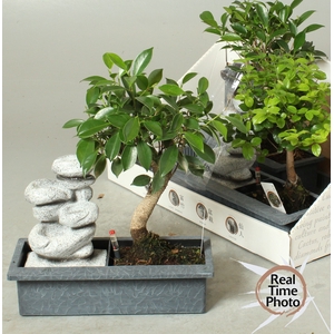BONSAI GEM