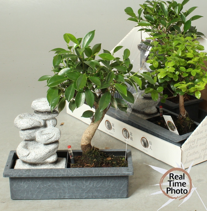 <h4>BONSAI GEM</h4>