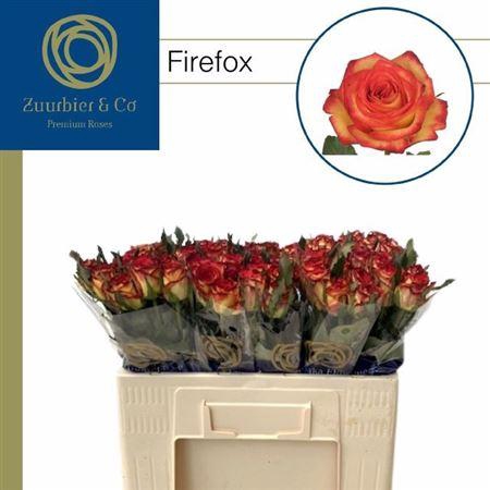 <h4>R Gr Firefox</h4>