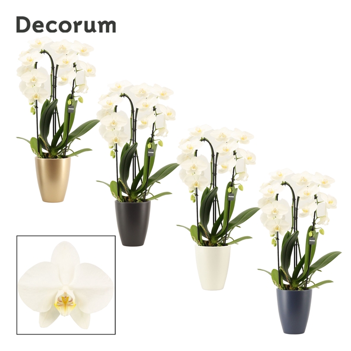 <h4>Phalaenopsis cascade 2 tak wit in Carly (Neo Architect-collect.)</h4>