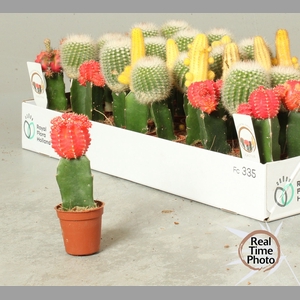 CACTUS GEM