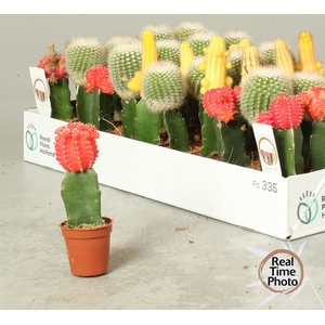CACTUS GEM