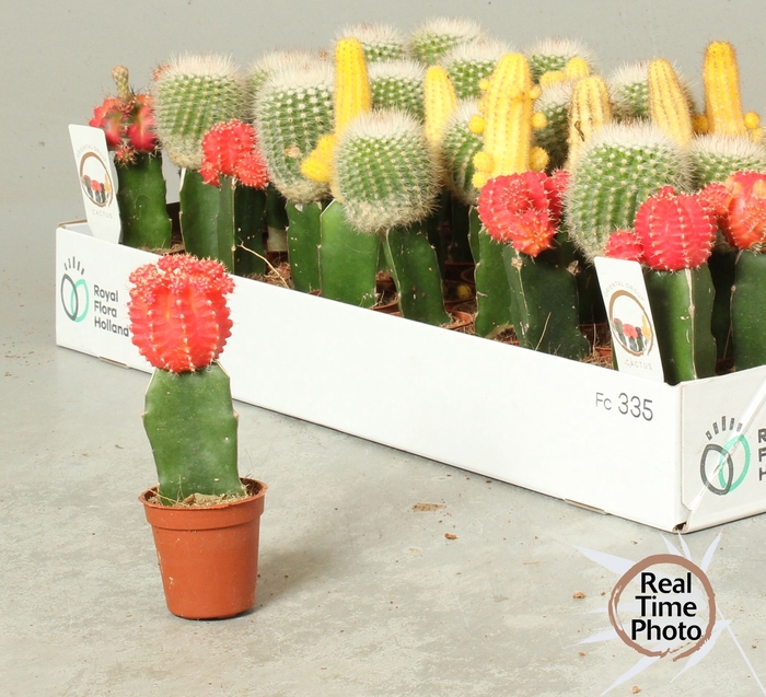 <h4>CACTUS GEM</h4>