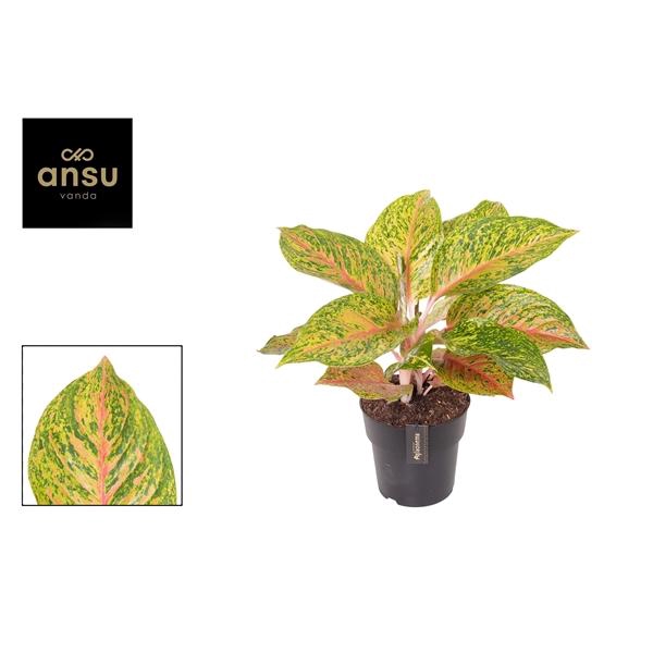 <h4>Aglaonema Grand Bouquet</h4>