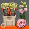Eustoma G Celeb Queen