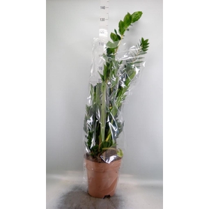 Zamioculcas zamiifolia