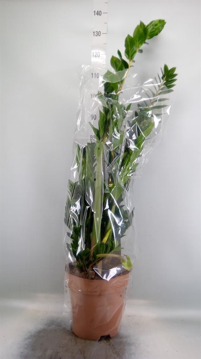 <h4>Zamioculcas zamiifolia</h4>
