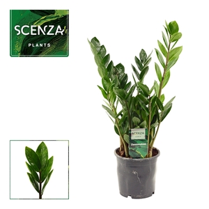 Zamioculcas Lima 12 cm Scenza 35 cm, 4+ veren