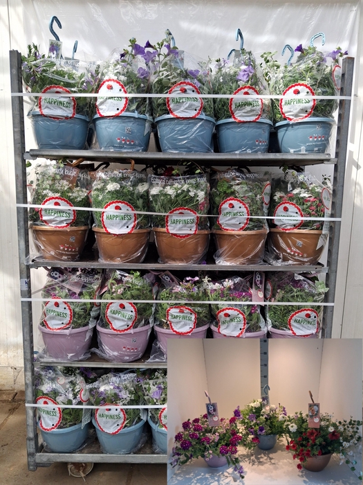 <h4>PERKPL GEM IN POT</h4>