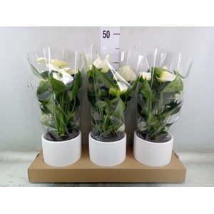 Anthurium  'Karma White'