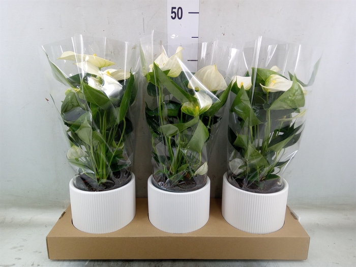 <h4>Anthurium  'Karma White'</h4>