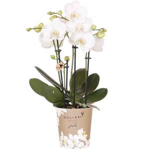 Phalaenopsis wit meer takken