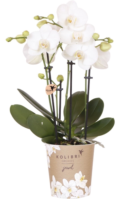 <h4>Phalaenopsis wit meer takken</h4>